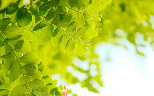 四川成都國際高中什么時候招生，怎么準(zhǔn)備招生考試