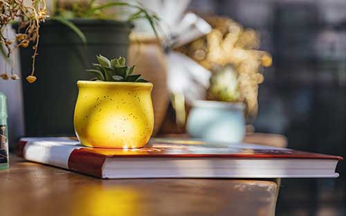 tfi和delf是什么意思，是考什么的